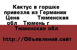  Кактус в горшке, привезла из Германии › Цена ­ 200 - Тюменская обл., Тюмень г.  »    . Тюменская обл.